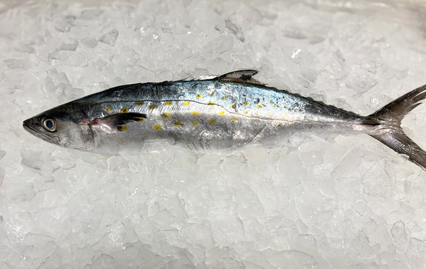Spanish Mackerel- Wild