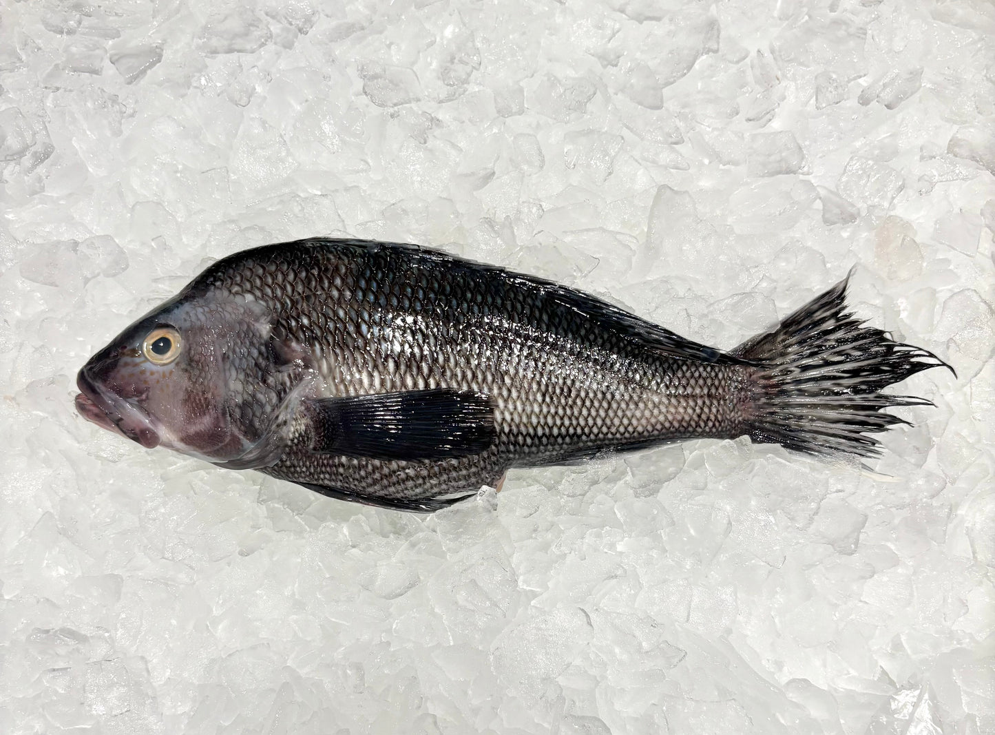 Black Sea Bass- Wild