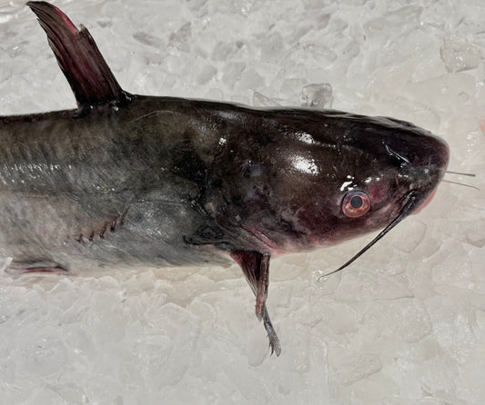 Blue Catfish- Wild