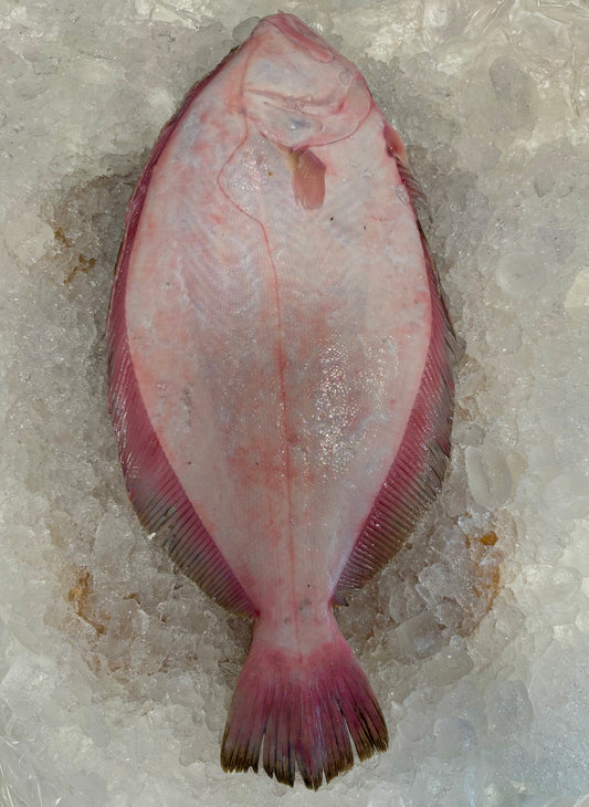 Flounder- Wild