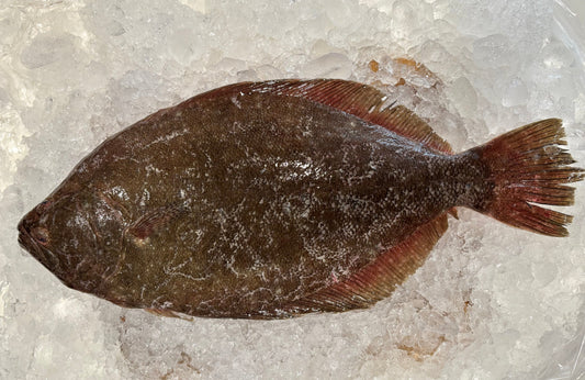 Flounder- Wild