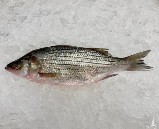 Hybrid Stripped Bass (Rockfish)