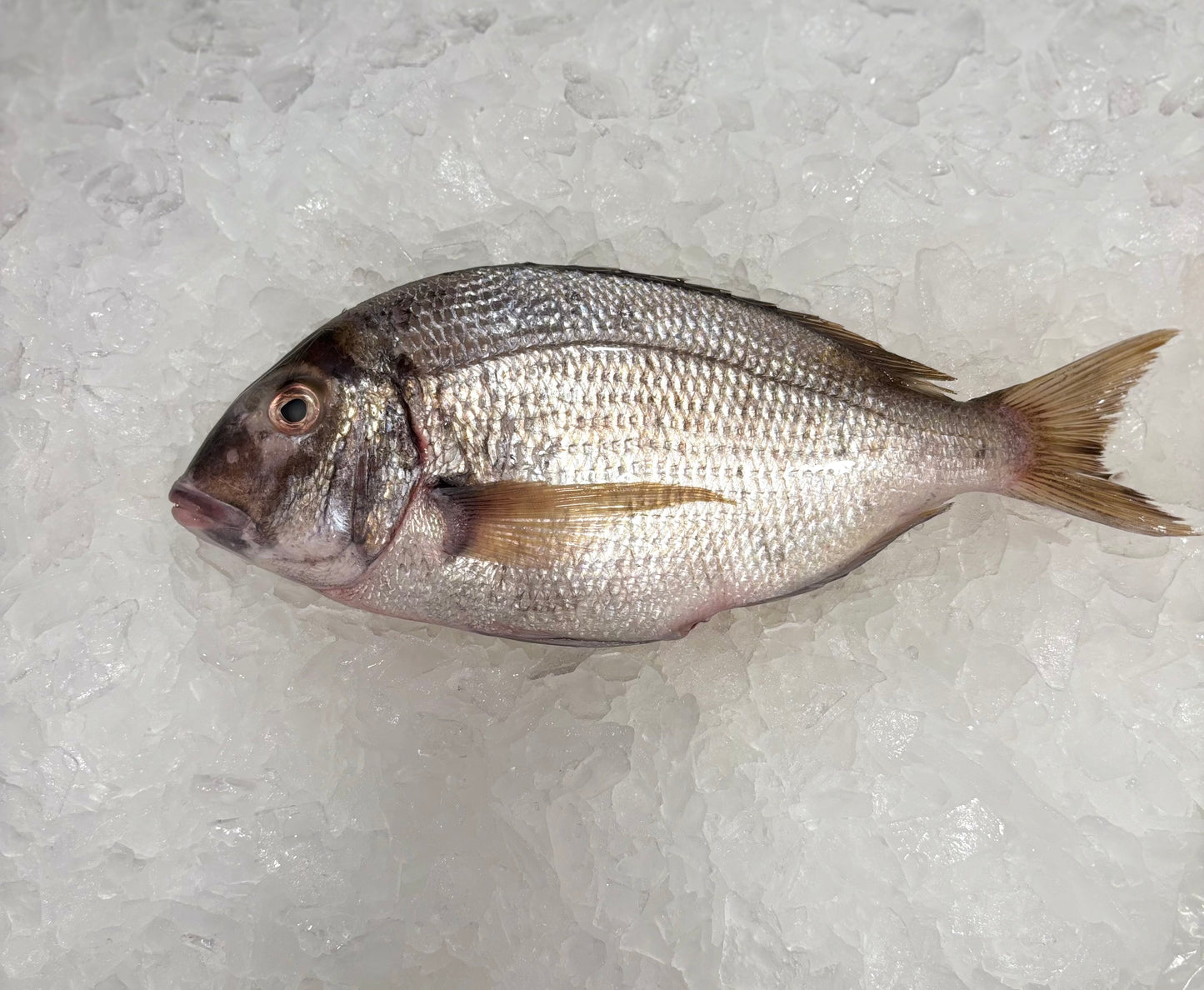 Porgy/Scup- Wild