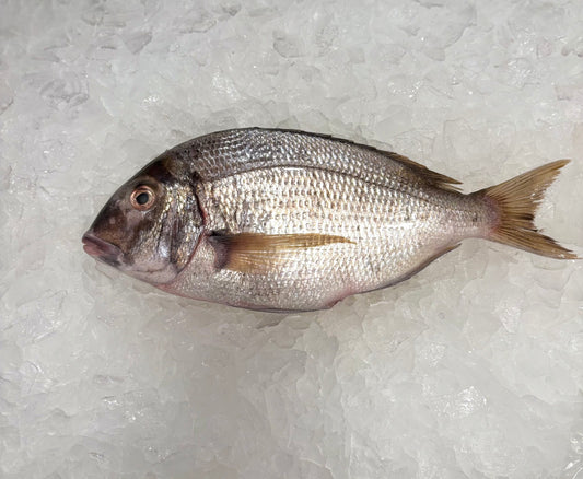 Porgy/Scup- Wild