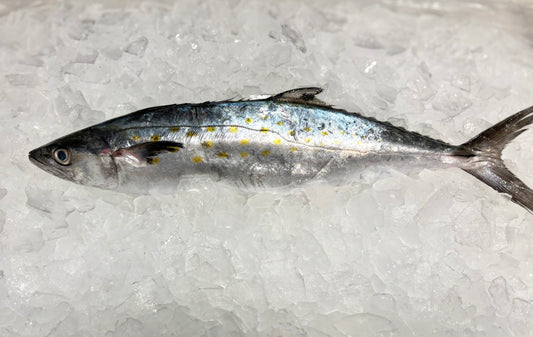 Spanish Mackerel- Wild