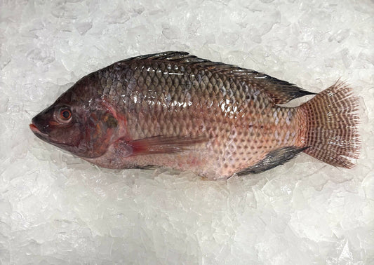 Tilapia- Wild