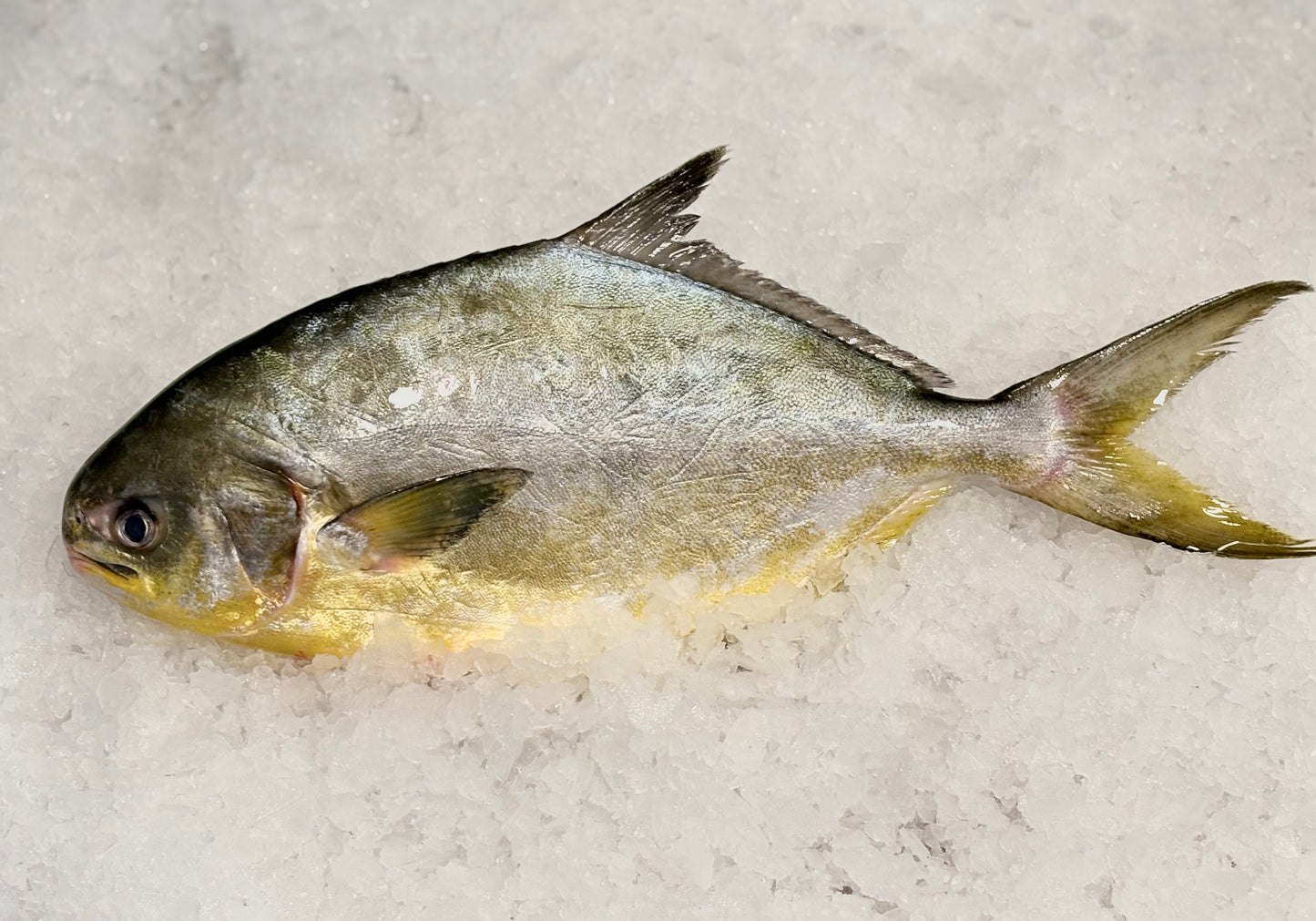 Florida Pompano-Wild