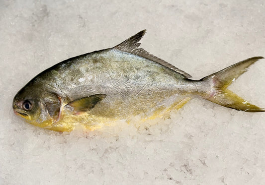 Florida Pompano-Wild