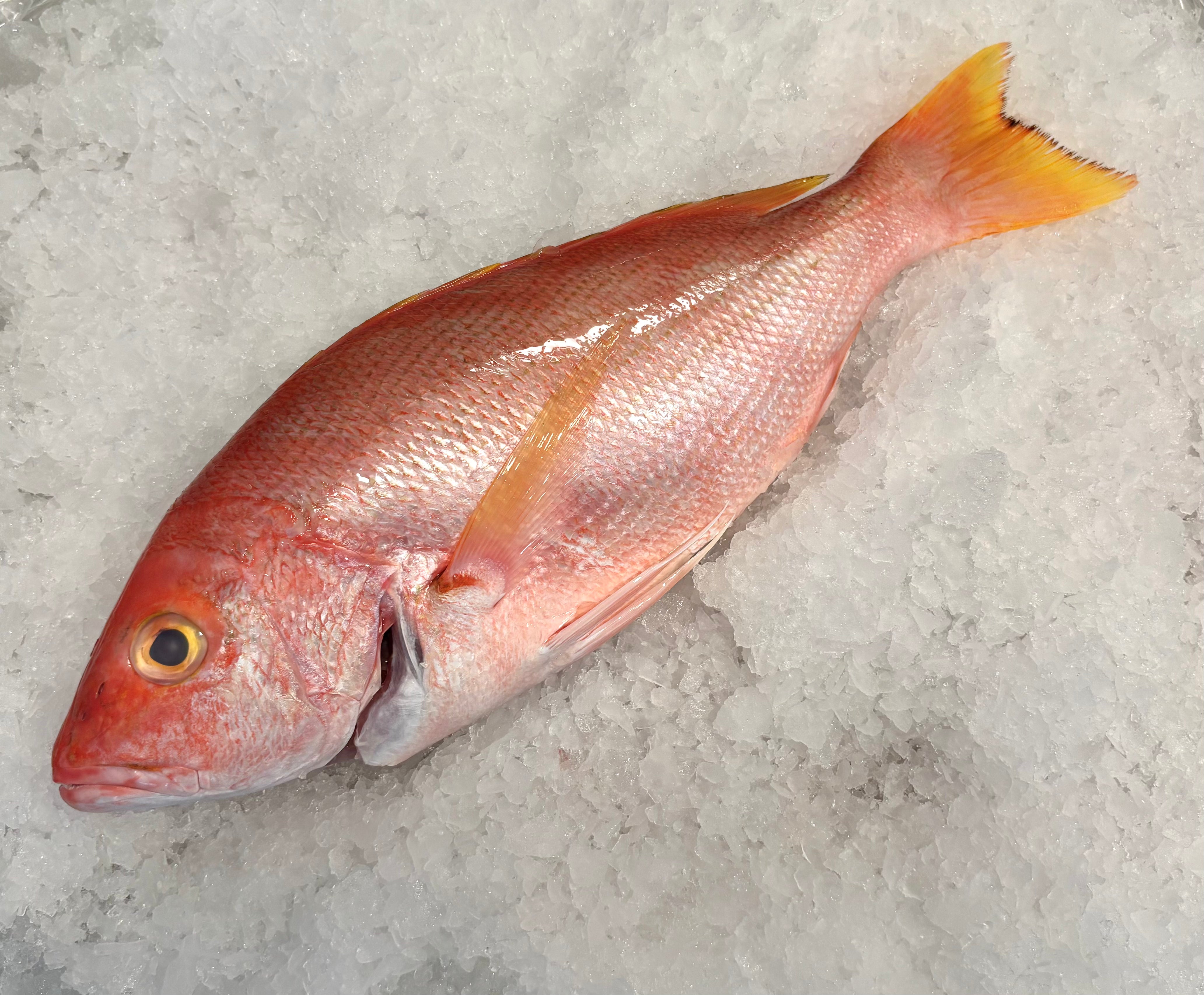 American Red Snapper- Wild- Ruttys Seafood – Rutty's Seafood