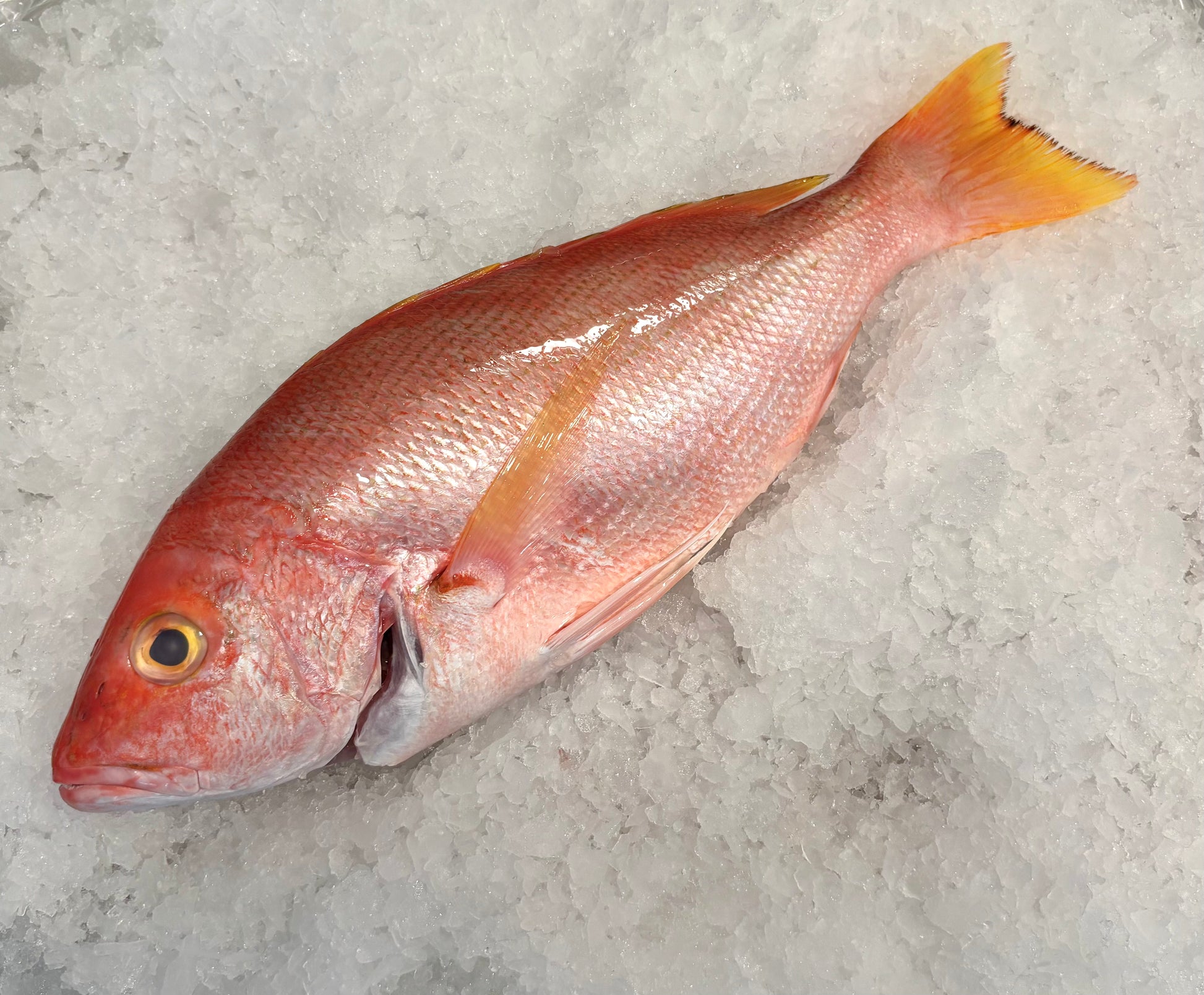 American Red Snapper- Wild- Ruttys Seafood – Rutty's Seafood