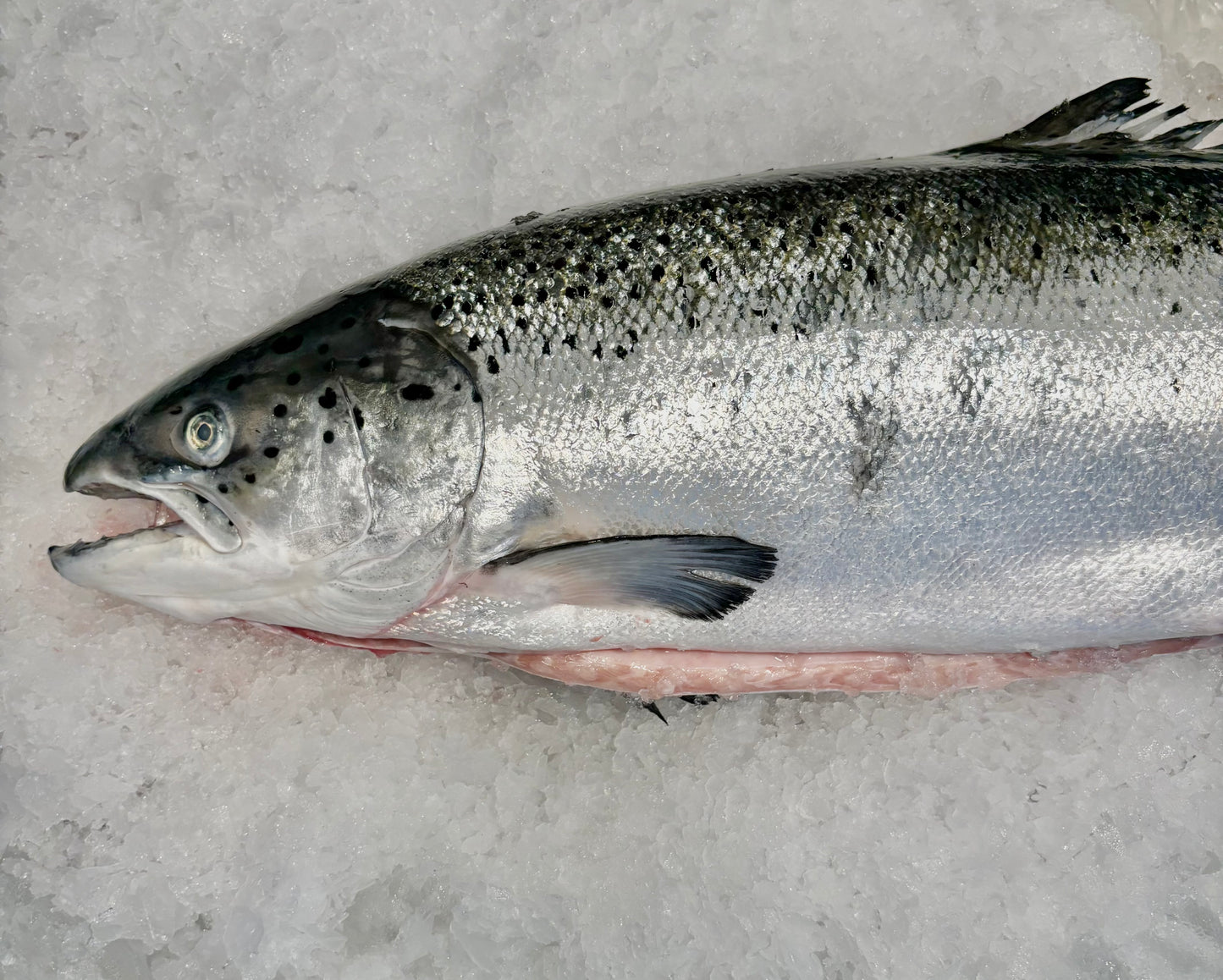 Atlantic Salmon- CANADIAN