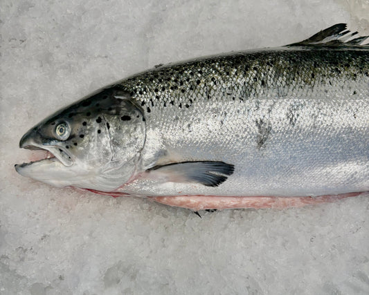 Atlantic Salmon- CANADIAN