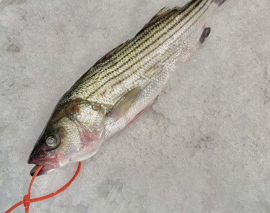 Striped Bass- Wild