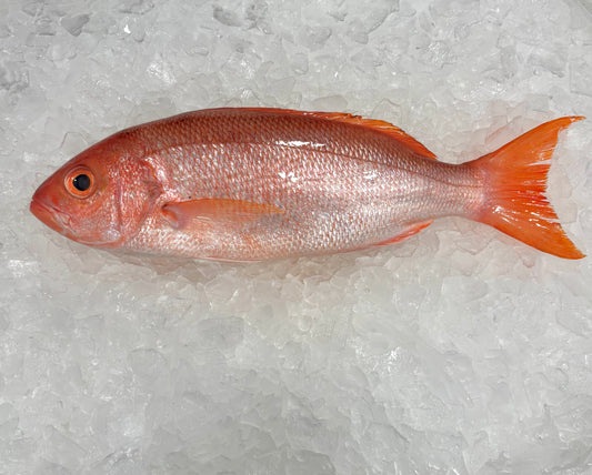 Vermillion Snapper- Wild